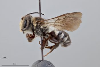 Media type: image;   Entomology 791060 Aspect: habitus lateral view